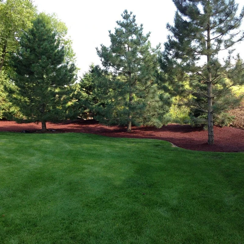 rubber mulch around trees Red Rubber Mulch – Rubber Surface